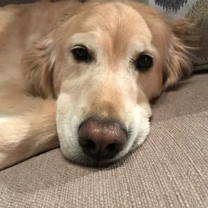 Meet your Posher, Holly